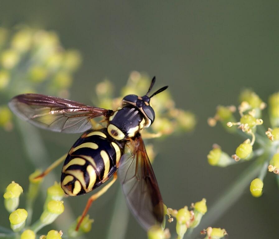 Wasp