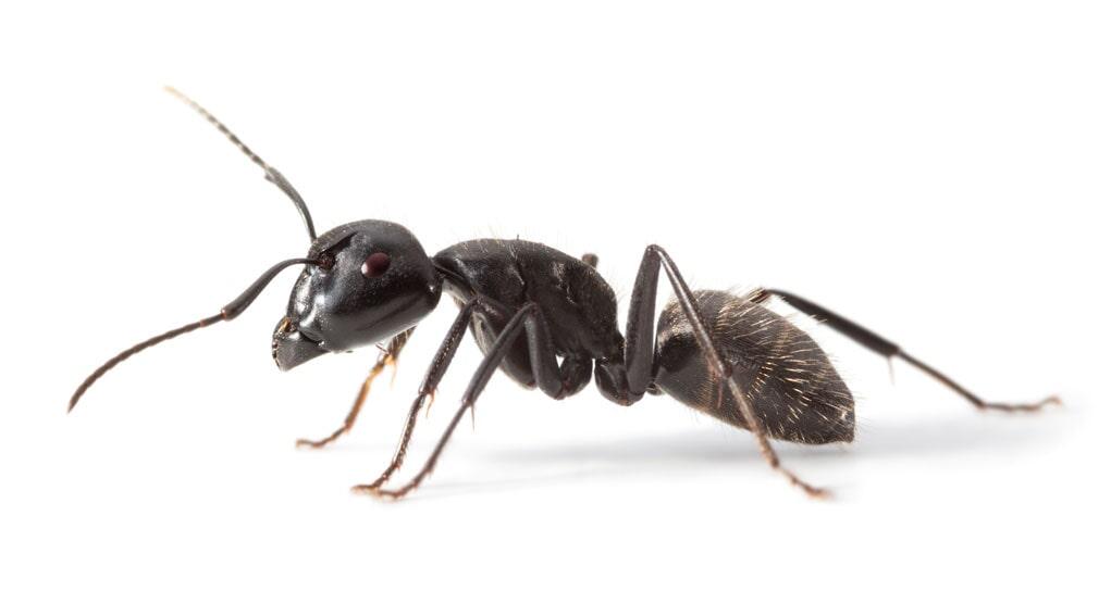 Carpenter Ant